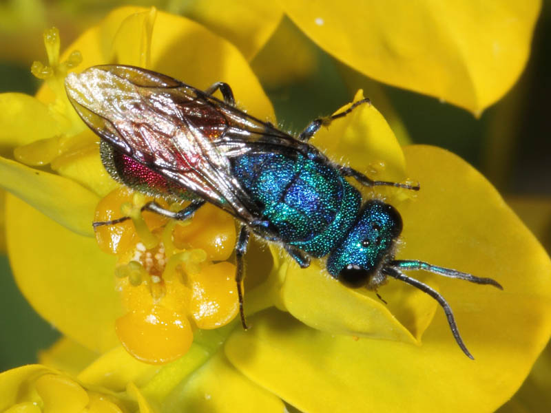 Chrysidae da ID